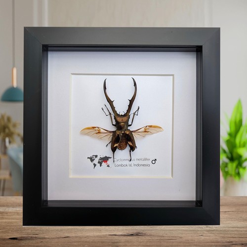 Framed cyclommatus metallifer