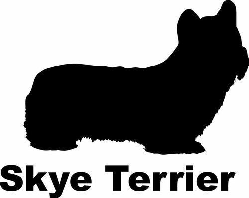 Skye terrier - skye,