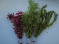 15 BUNCHED CERAMIC RINGED LIVE