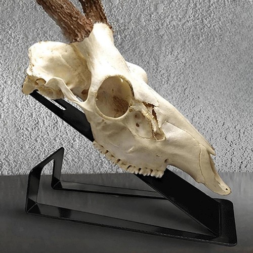 Deer skull mount hanger - deer,