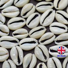 Set of 50 Natural Cowrie Sea