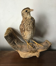 Vintage/Antique French Taxidermy Quail on Wooden Base