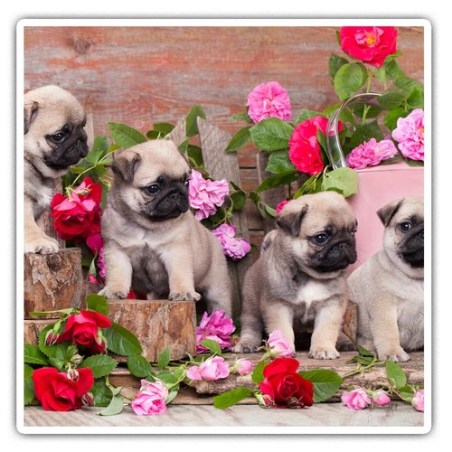 Square stickers cm - stickers,