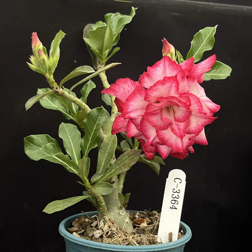 Rare adenium obesum - obesum, random