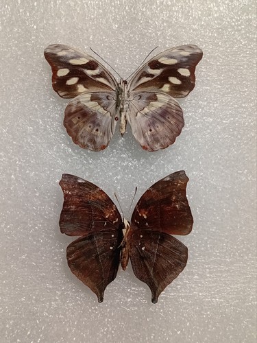Catonephele acontius