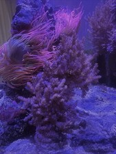 Purple Kenya Tree Soft Coral Frag Reef (Single Tree) beginner Coral