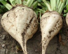 Sugar Beet Seeds | Heirloom |
