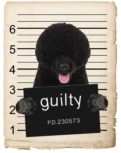 Portuguese water dog mugshot - portuguese,