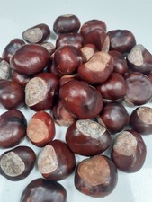 25 X Fresh CONKERS Horse Chestnut Spider Repellent - New Stock