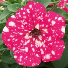 Petunia Royal Sky 6 plug