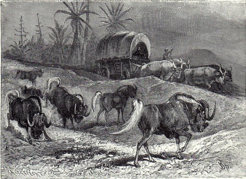White tailed wildebeest 1894 - wildebeest,