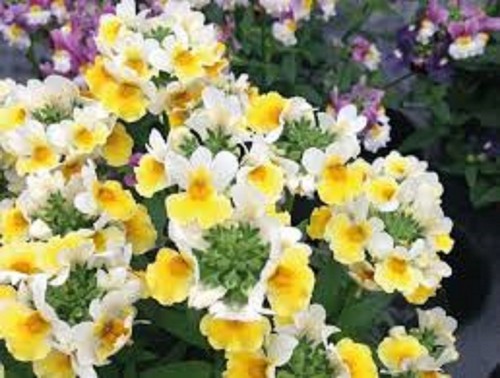 Scented nemesia yellow - 6,