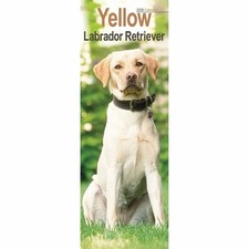 Yellow Labrador Retriever Slim