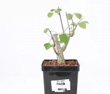 Sale Rare Plant Cacti Adenia