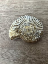 Perisphinctes ammonite fossil - perisphinctes,