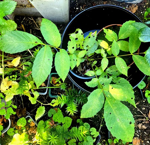 Walnut tree sapling - sapling,