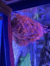 Iron Man gonipora  frag Marine