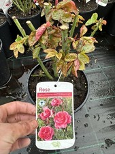 POTTED ROSE 'SPECIAL