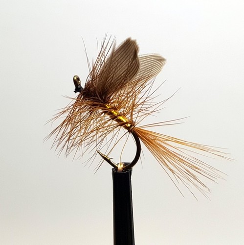 Whickman fancy fly - 3, x