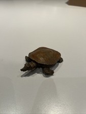 Cold Painted Bronze? Turtle /