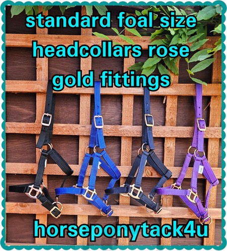 Standard foal size soft - foal,