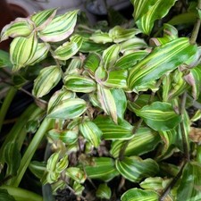 Callisia soconuscensis