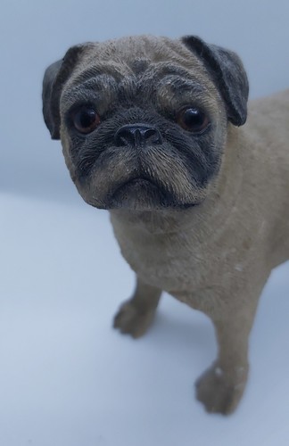 Lifelike pug beautiful - pug,,