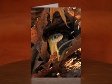 Garter Snake - A5 Greeting