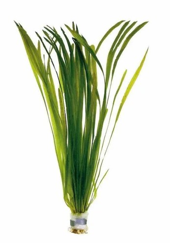 10x vallisneria spiralis - 10x,