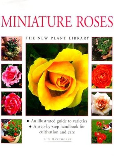Miniature roses new plant - miniature, (new