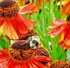 RED HELENIUM SEEDS HERBACIOUS PERENNIAL FLOWER  GOOD POLLINATOR - 80 SEEDS