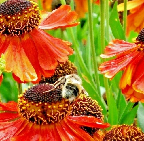 Red helenium seeds herbacious - helenium,