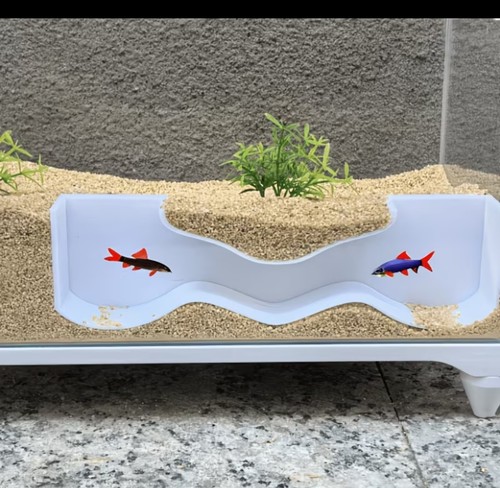Shrimp and fish hideaway - shrimp,
