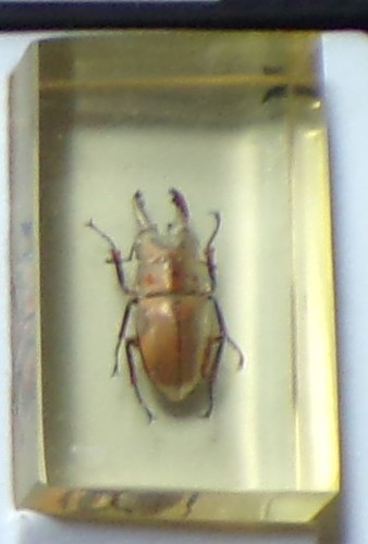 Preserved real insect resin - preserved,