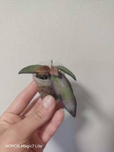 Hoya rosita rooted plant - hoya,
