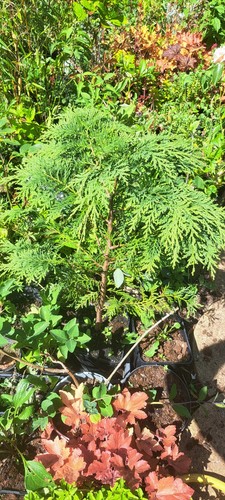 Lawsons cyprus cypress 2ft - lawsons, cyprus/cypress
