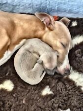 Greyhound , Whippet , Lurcher