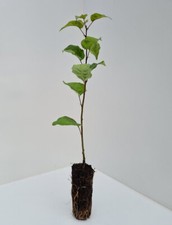 Wild pear tree pyrus - pear,