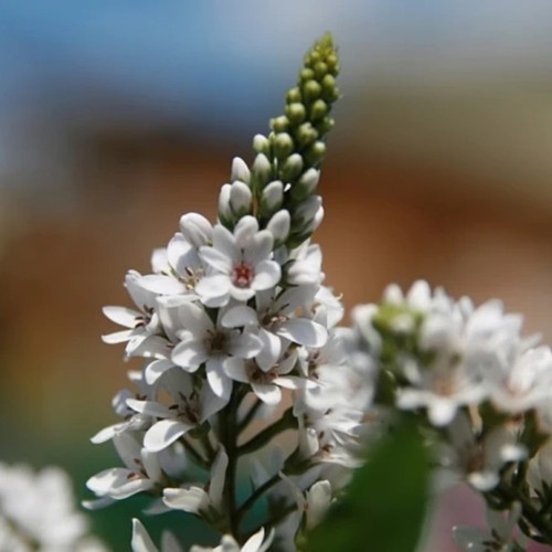Lysimachia clethorides - 2x,