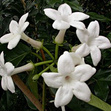 Madagascan Jasmine