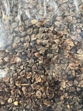 BUCKWHEAT SEED PARTICLE