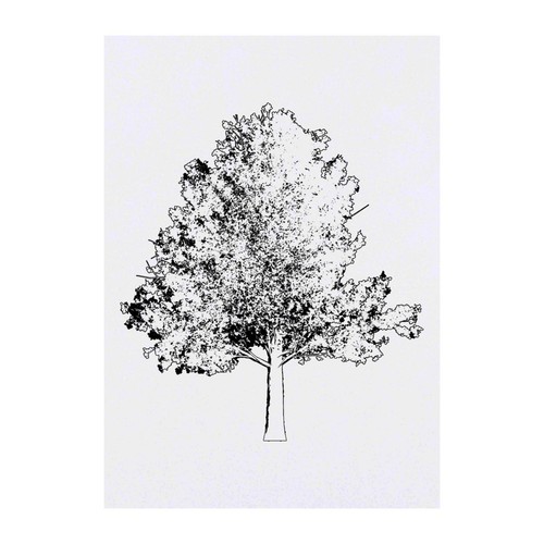 Sycamore tree temporary - 'sycamore,