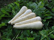 PARSNIP PALACE F1  300 FINEST SEEDS