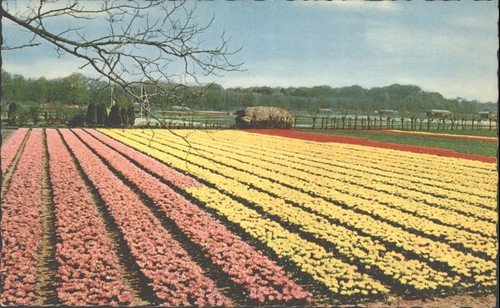 Vintage holland flower fields - vintage,