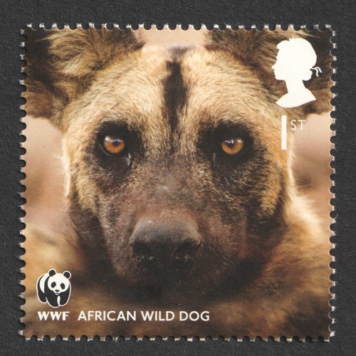 2011 1st african wild - 2011,