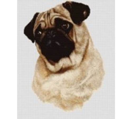 Dogs pug robert may - -,