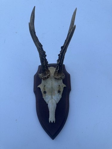 Wall mounted roe buck - wall,