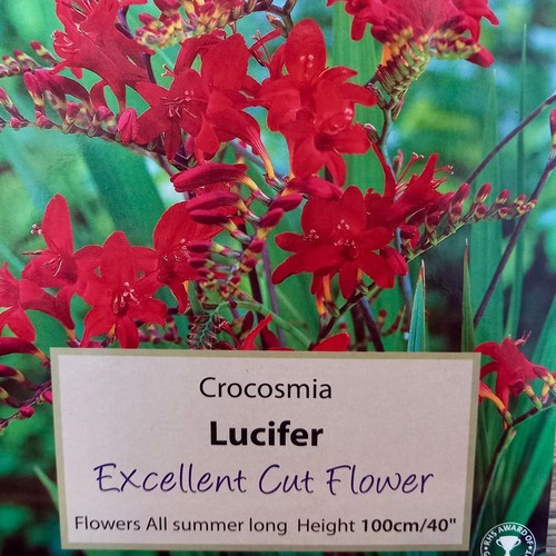 Crocosmia - ,