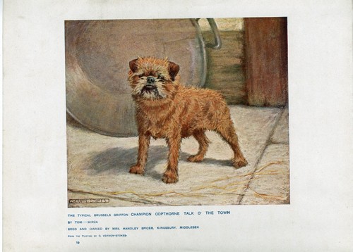 Brussells griffon antique 1907 - antique,