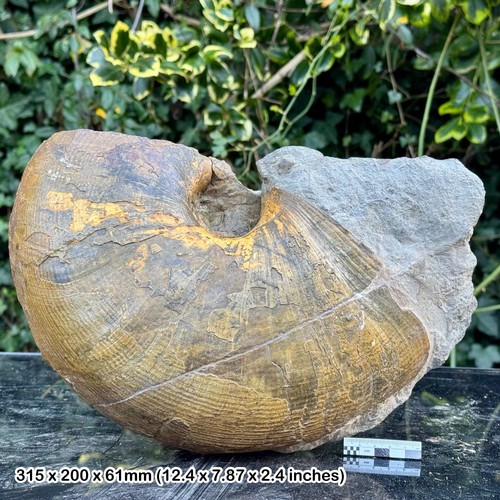 Rare fossil nautilus - rare, 12"